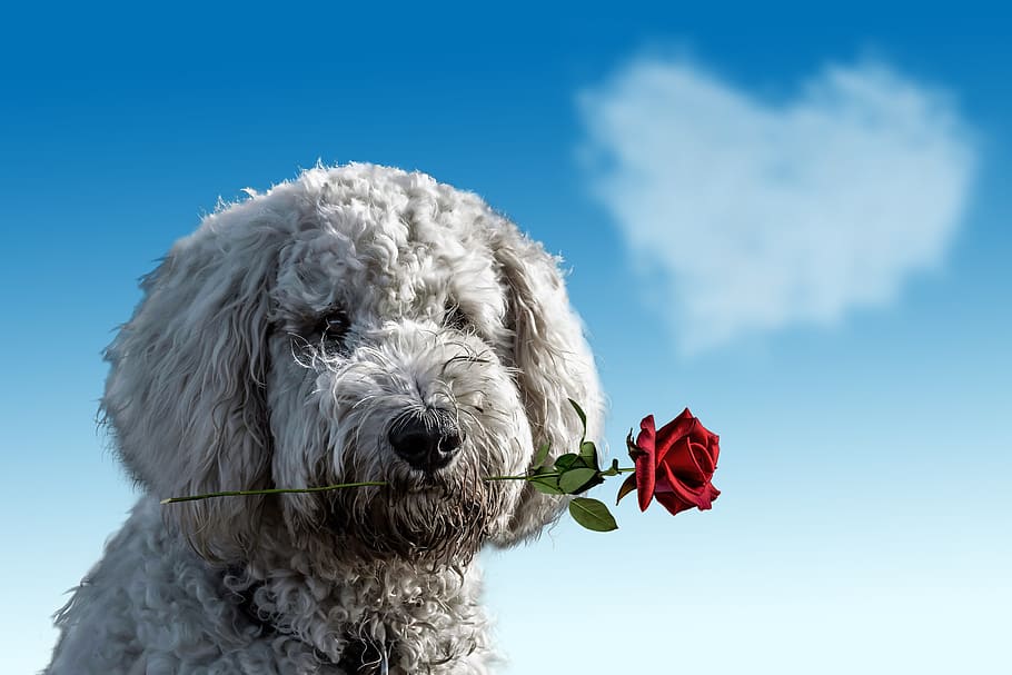 long-coated, white, puppy, biting, red, rose, daytime, valentine's day, dog, animal