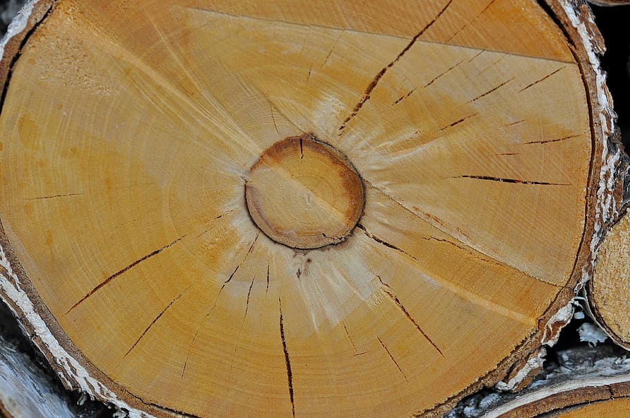 wood, birch trunk, nature, lumber, annual rings, wood - material, tree, tree ring, tree stump, textured