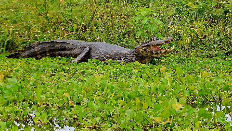 Cayman, Crocodile, Brazil, Alligator, reptile, animal, nature, jungle, animal world, gators