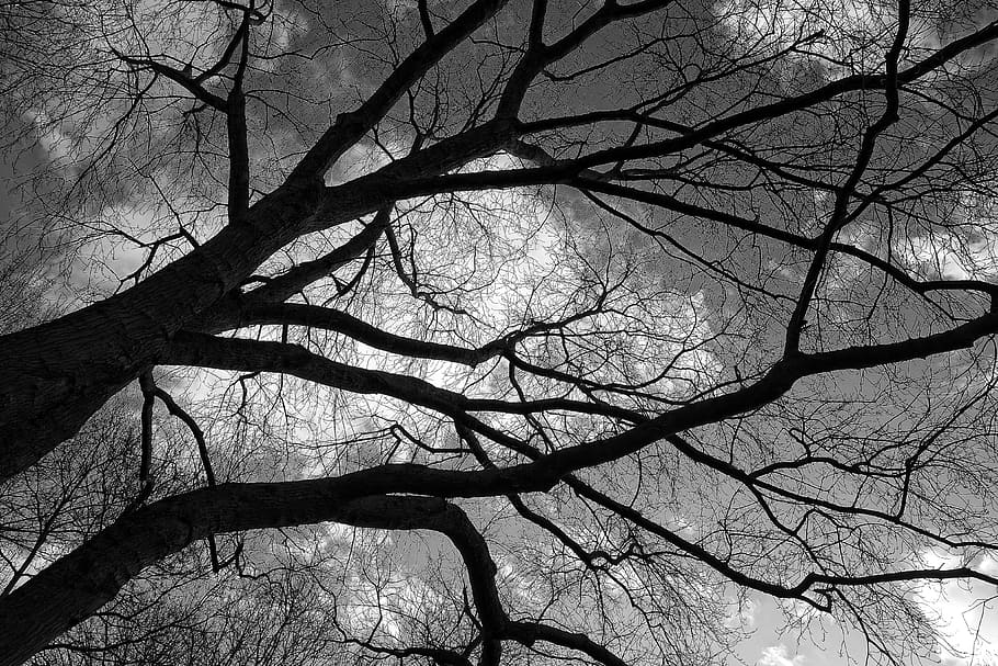 tree, branch, winter tree, bare branch, stark, leafless, deciduous, silhouette, heavens, skies
