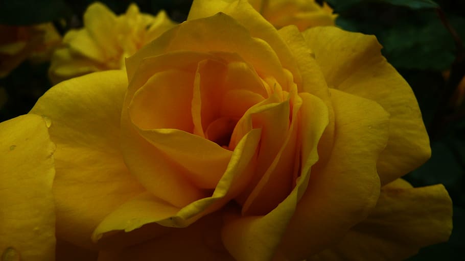 rosa, amarillo, floral, amor, romance, romántico, ramo, floración, natural, bouqet