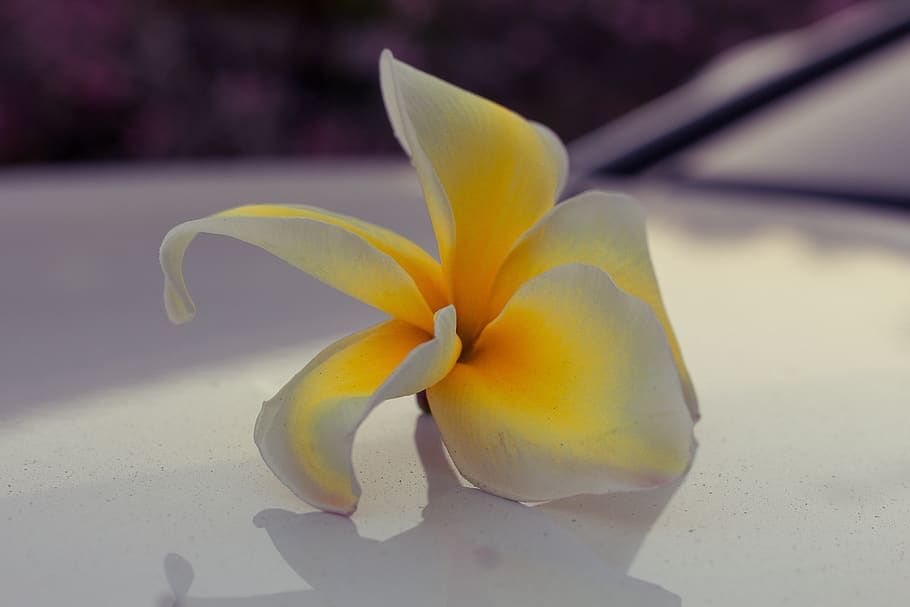 Hawaiian plumeria frangipani foam flower with| Alibaba.com