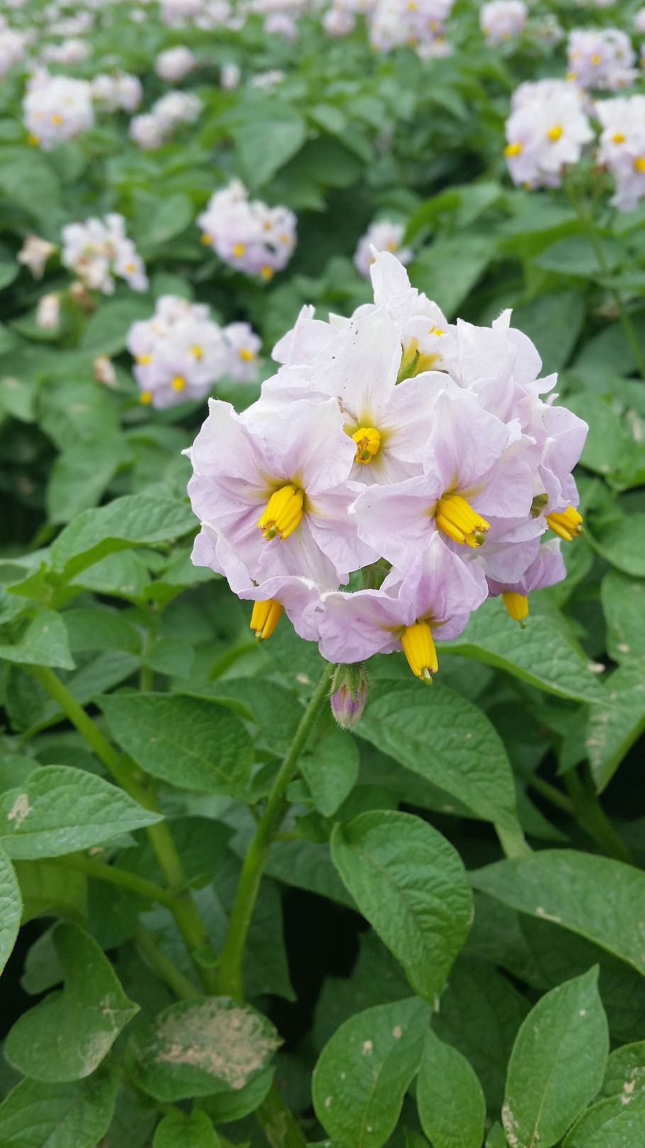 Flower, Potato, Field, Agriculture, plant, summer, blossom, leaf, nature, fragility