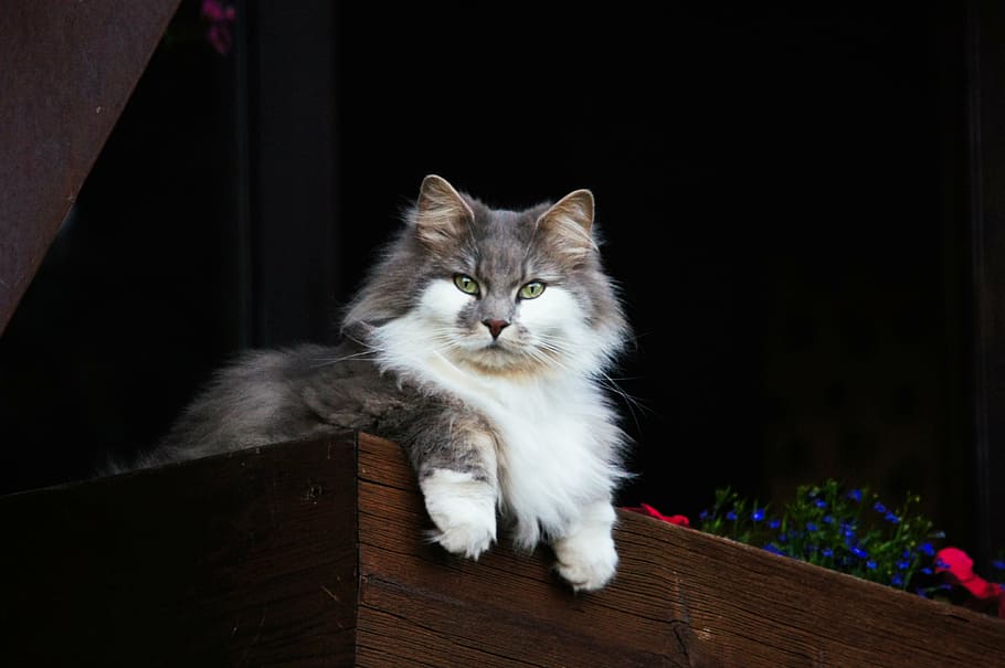 white, gray, mainecoon cat, cat, animals, nature, guard, ausschau, domestic, pets