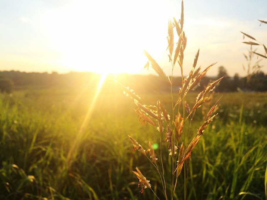 foto fokus, gandum whey, emas, jam, rumput, tanaman, matahari terbenam, lampu latar, makro, closeup