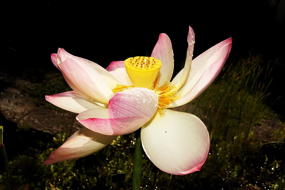 Lotus, Chiaroscuro, Akuatik, Bunga, Zen, bunga akuatik, daun bunga, kerapuhan, kesegaran, kepala bunga
