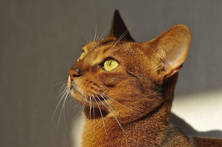 brown cat, cat, abyssinian, muzzle cat, koshkiabissintsy, abissinskayakoshka, cat looking, abyssinia, closeup, beautiful cat