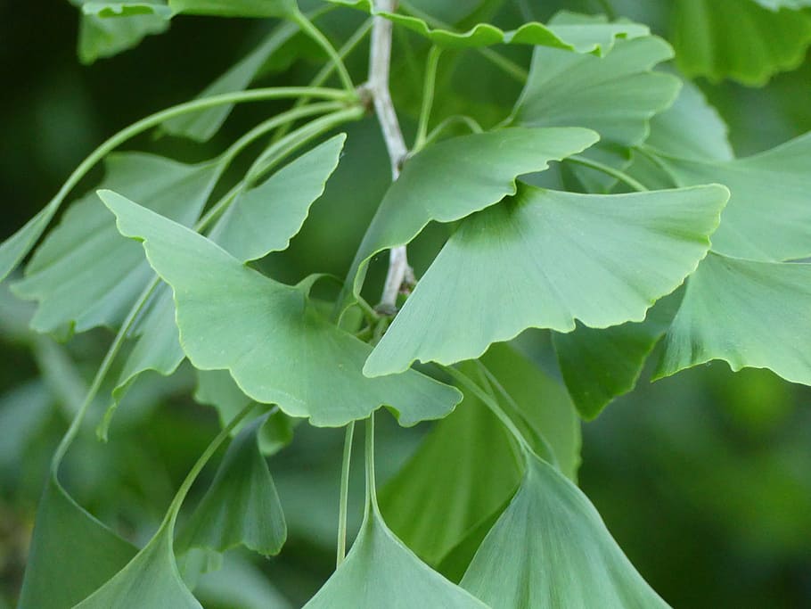 ginkgo, leaves, ginkgo tree, ginkgo leaf, plant, leaf, nature, green, plant part, green color