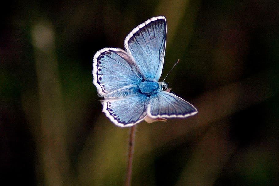 fêmea, comum, azul, borboleta, empoleirado, rosa, flor, um animal, inseto, temas de animais