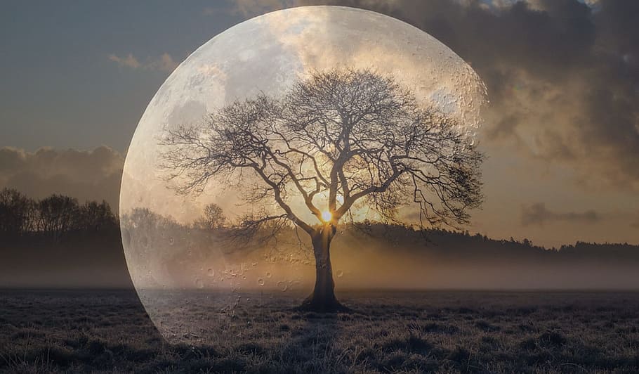 bare, tree, moon hologram poster, Moon, Tree, Atmosphere, Night, moon, silhouette, full moon, evening