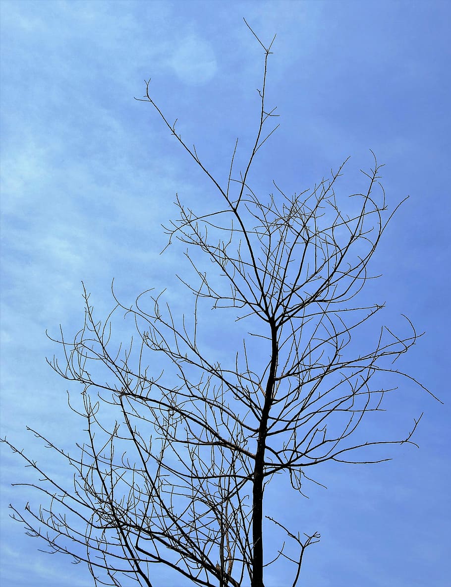 Twigs, Dry Tree, dry twigs, tree, burned tree, bare tree, nature, sky, day, branch