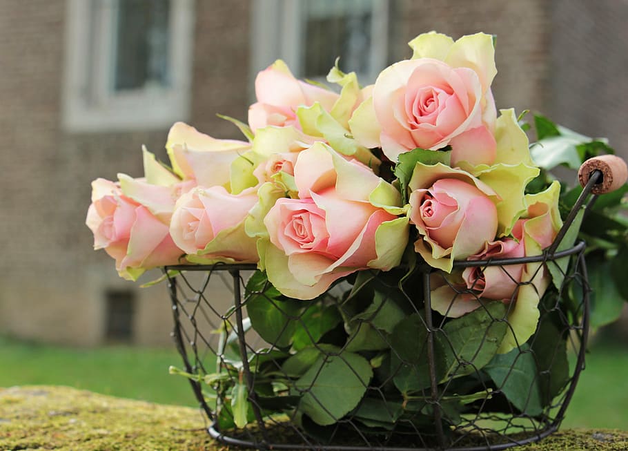 shallow, focus photography, pink, flowers, roses, noble roses, basket, wire basket, pink roses, pink precious roden