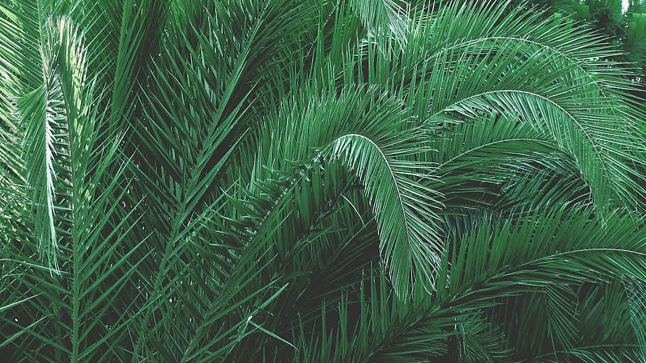 verde, planta de palma de sagú, hojas, palma, palmera, árbol, color verde, hoja, fondos, hoja de palma
