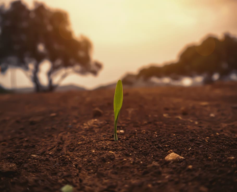 grass, green, nature, earth, agriculture, germinate, plant, growth, selective focus, sunset