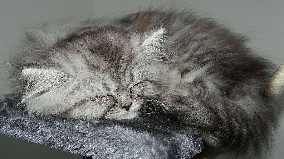 long-fur, black, gray, kitten, sleeping, sheet illustration, cat, feline, hair, kitty