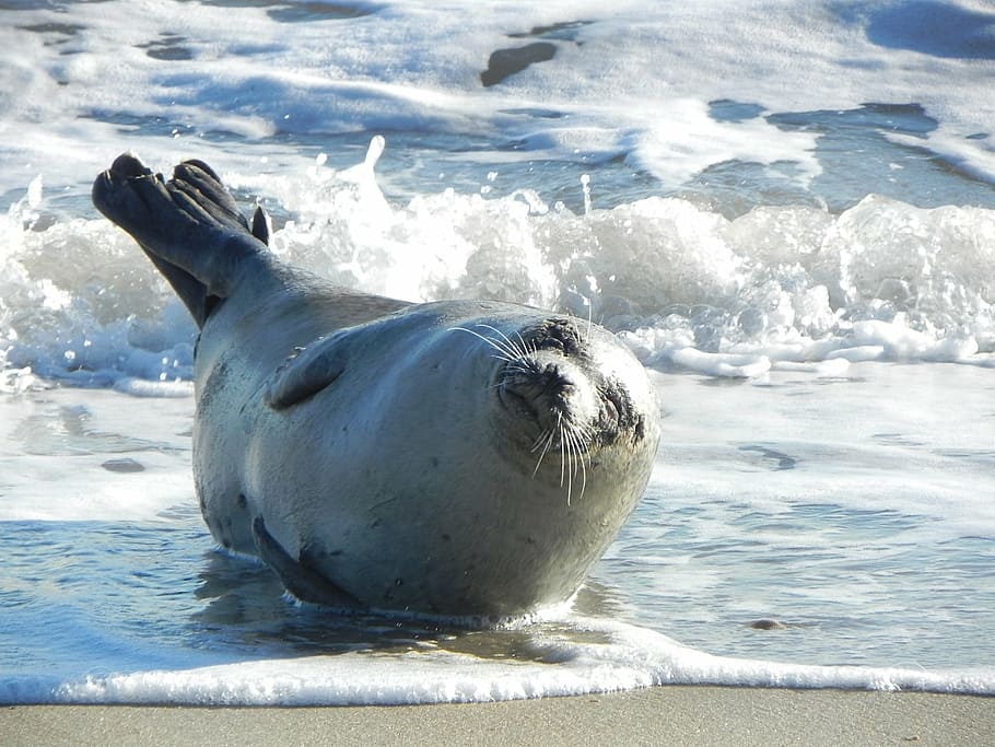 codorniz, al lado, cuerpo, agua, durante el día, foca de puerto, descansando, tomando el sol, playa, orilla