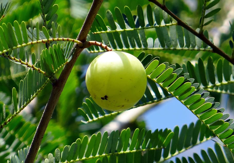 fruta verde redonda, grosella espinosa india, amla, phyllanthus emblica, emblica officinalis, amalika, phyllanthaceae, baya, fruta, árbol