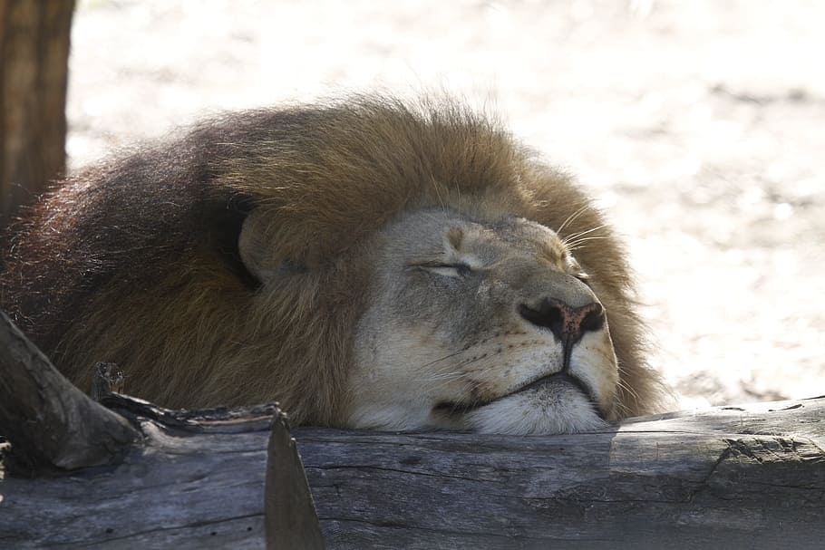 log, Lion, Sleeping, Africa, Fauna, Savannah, wildlife, animals, lion - Feline, animal