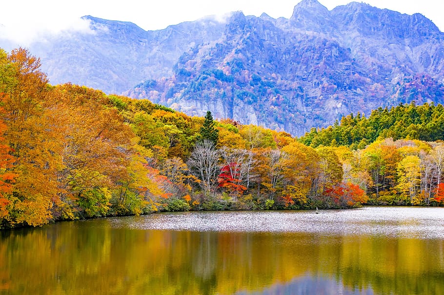 Jepang, Togakushi, Musim Gugur, Daun, daun musim gugur, kagamiike, gunung, prefektur nagano, shinshu, nagano