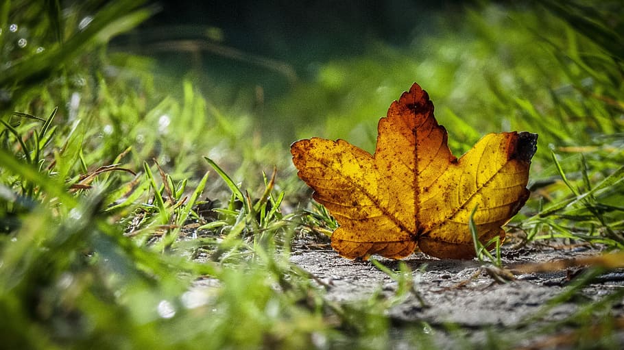 selective, focus photography, dried, leaf, grass, autumn, leaves, golden autumn, leaves in the autumn, forest