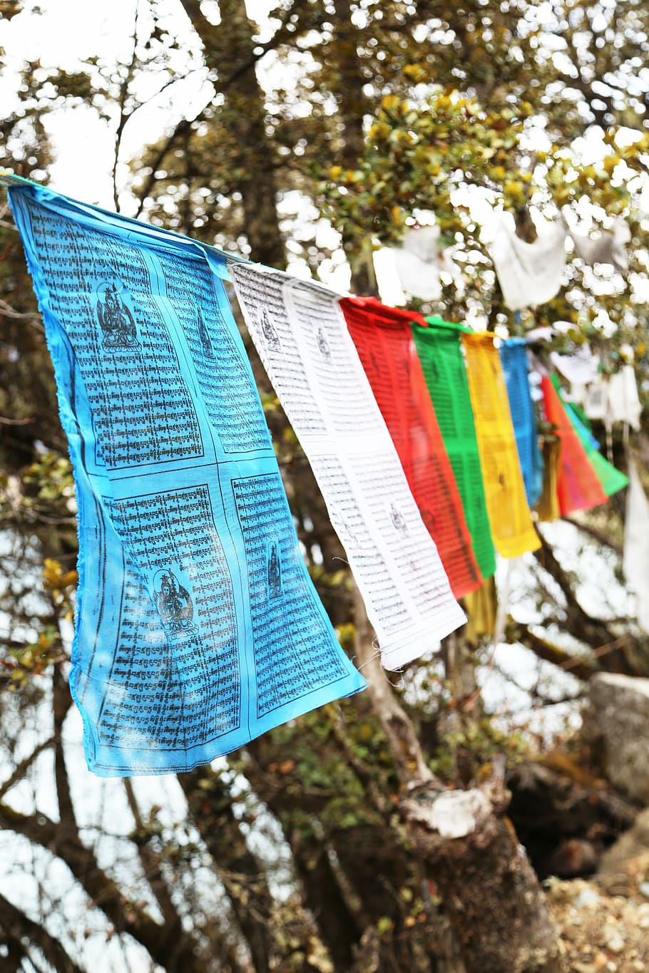 prayer flags, tibet, basong, lake, color, hanging, flag, multi colored, tree, focus on foreground