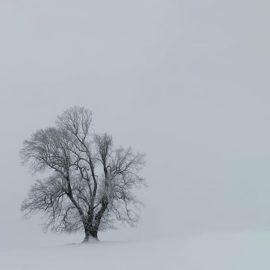 árvore, coberto, neve, bancario, planta, natureza, ao ar livre, inverno, floresta, ramo