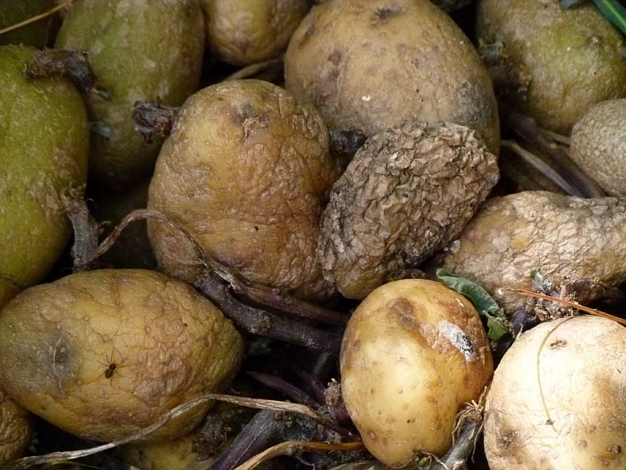 seikat kentang, membusuk, kentang, makanan, pembusukan, tua, busuk, kentang membusuk, jamur, lapuk