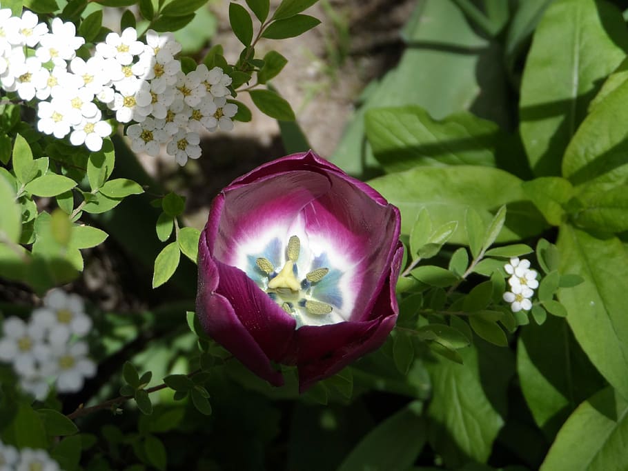 Tulip, Violet, Purple, filled, bright, blossom, bloom, flower, spring, pistil