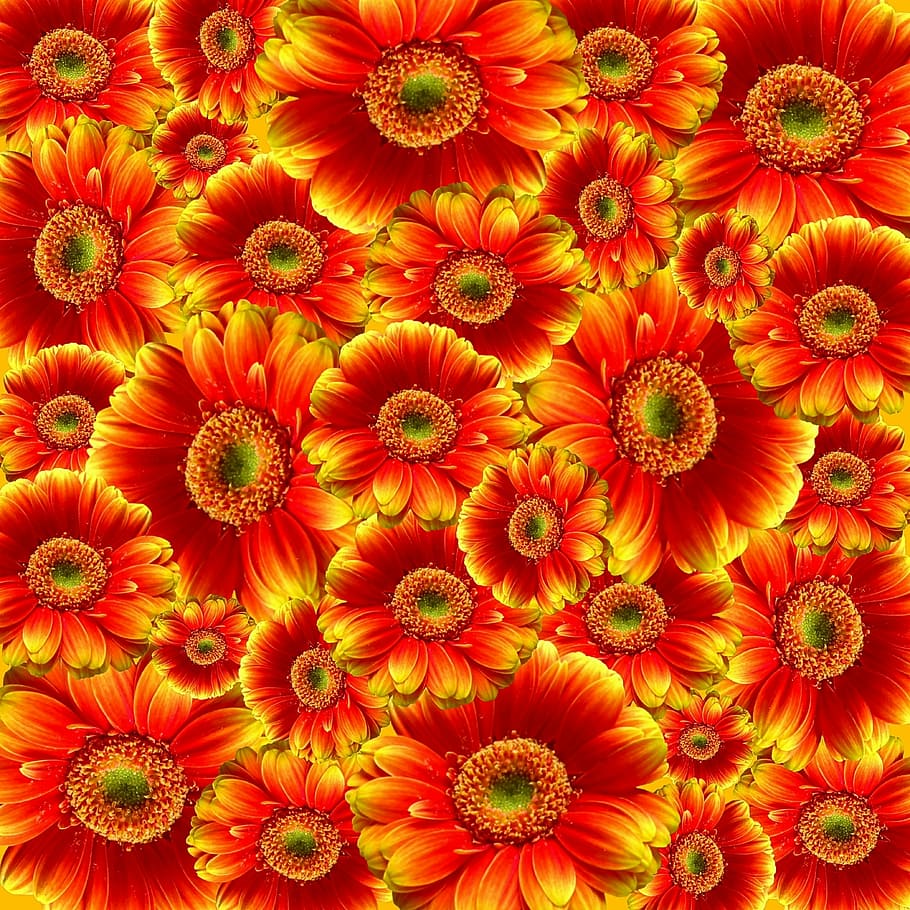 red, yellow, flower lot, gerbera, flowers, nature, plant, colorful, cut flowers, color