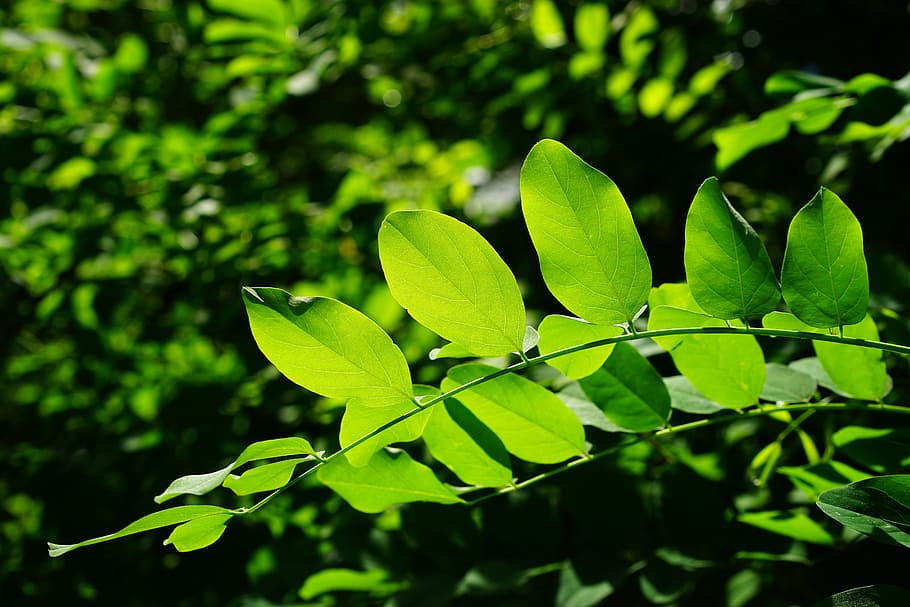 selective, focus photography, green, leaf plants, leaves, common maple, tree, shades of green, details, leaf veins
