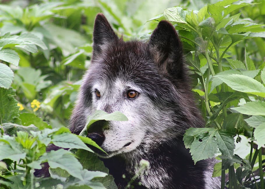 selective, focus photography, black, wolf, surrounded, plants, wolves, wildlife, animal, canine