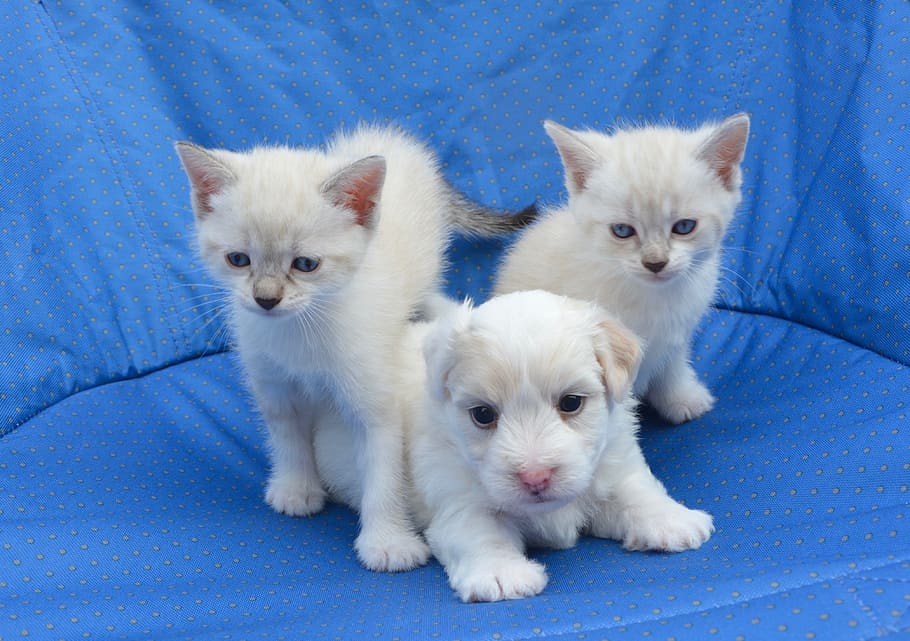 puppy, cats, dogs kittens, dog cat, tenderness, complicity, nature, pets, domestic animal, white fur