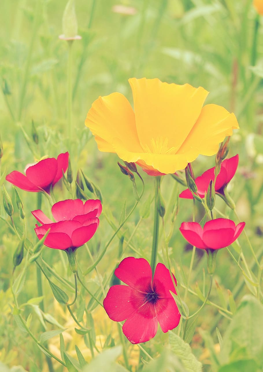 poppies, lin, red, flowers, plant, nature, red flowers, macro, flowering plant, flower