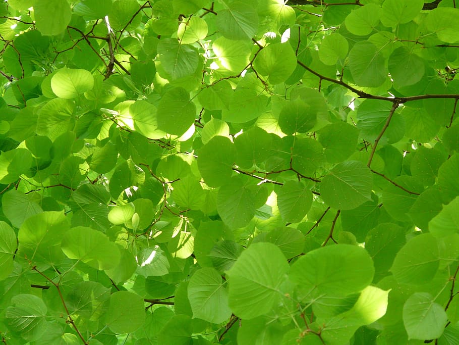 green, leaf plant, crepuscular rays, green leaf, plant, linde, lipovina, foliage, leaves, light
