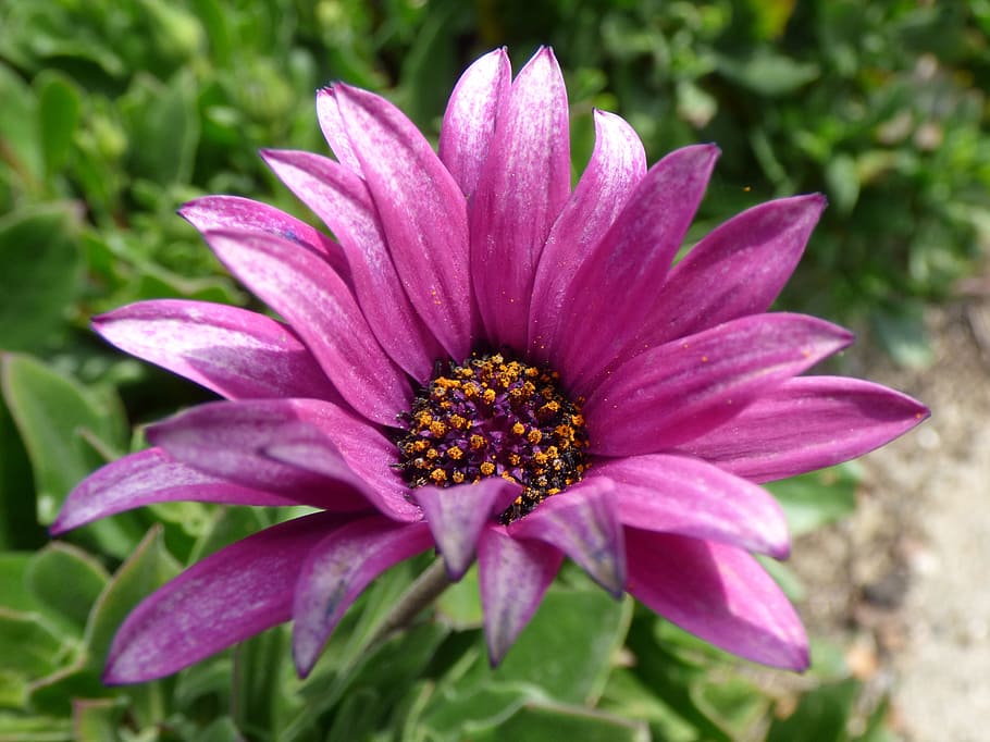 flor, flor morada, margarita, pétalos, belleza, detalle, pétalo,  fragilidad, cabeza de flor, al aire libre | Pxfuel