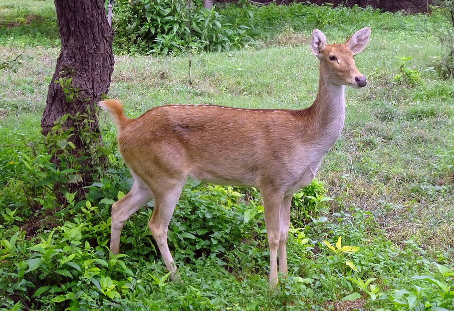 swamp deer, barasingha, female, rucervus duvaucelii, cervidae, wildlife, animal, rajasthan, india, animal themes