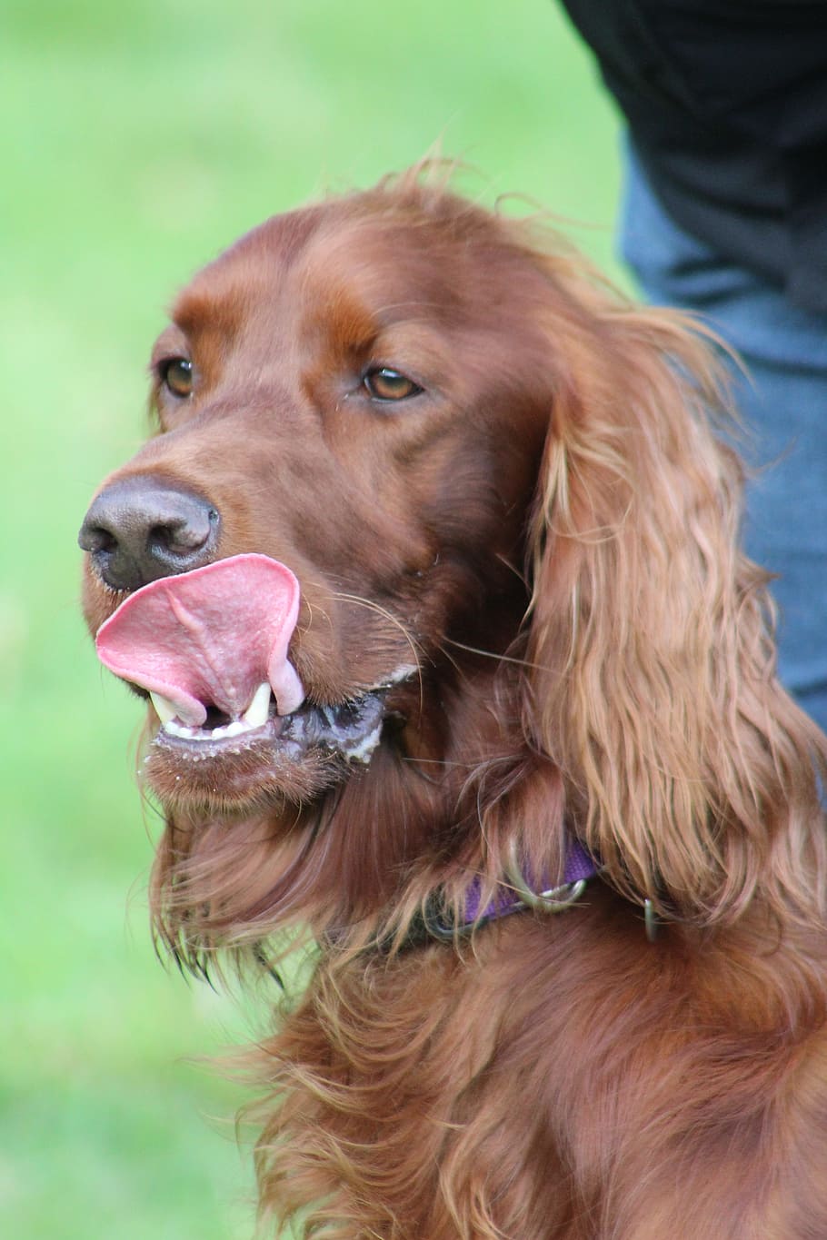 red setter, dog, pet, animal, canine, one animal, pets, domestic, domestic animals, animal themes