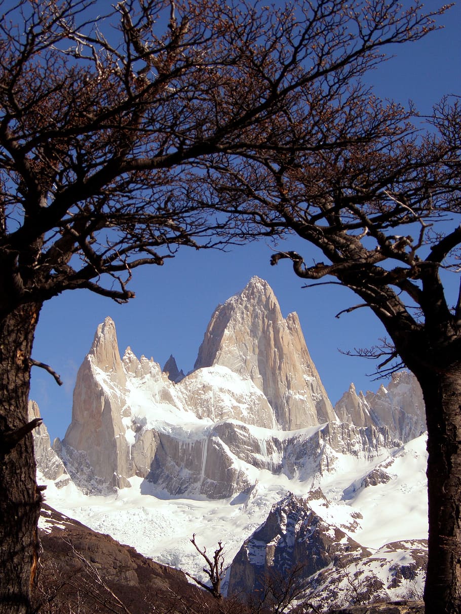 two brown trees, patagonia, argentina, fitz roy, cerro torre, snow, mountains, trees, nature, outside