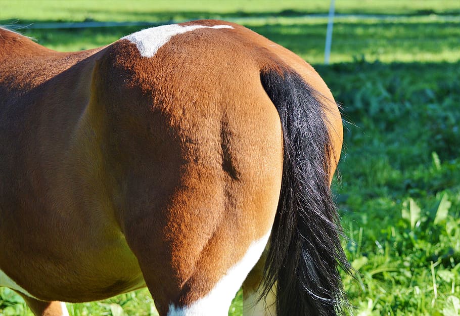 horse, tail, butt, rump, animal, pasture, livestock, brown, pferdeportrait, animal world