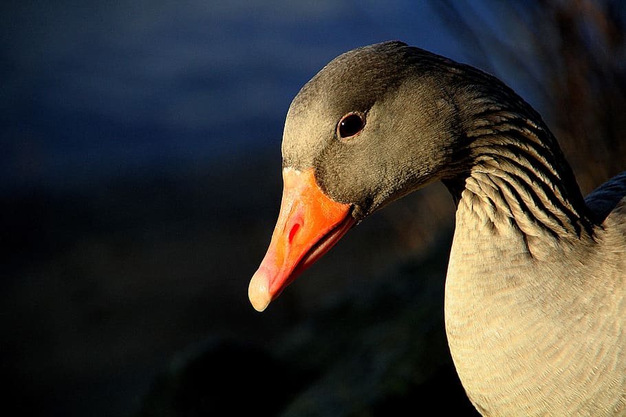 gray, duck, shallow, focus lens, animal, gander, greylag goose, geese, bill, animal themes