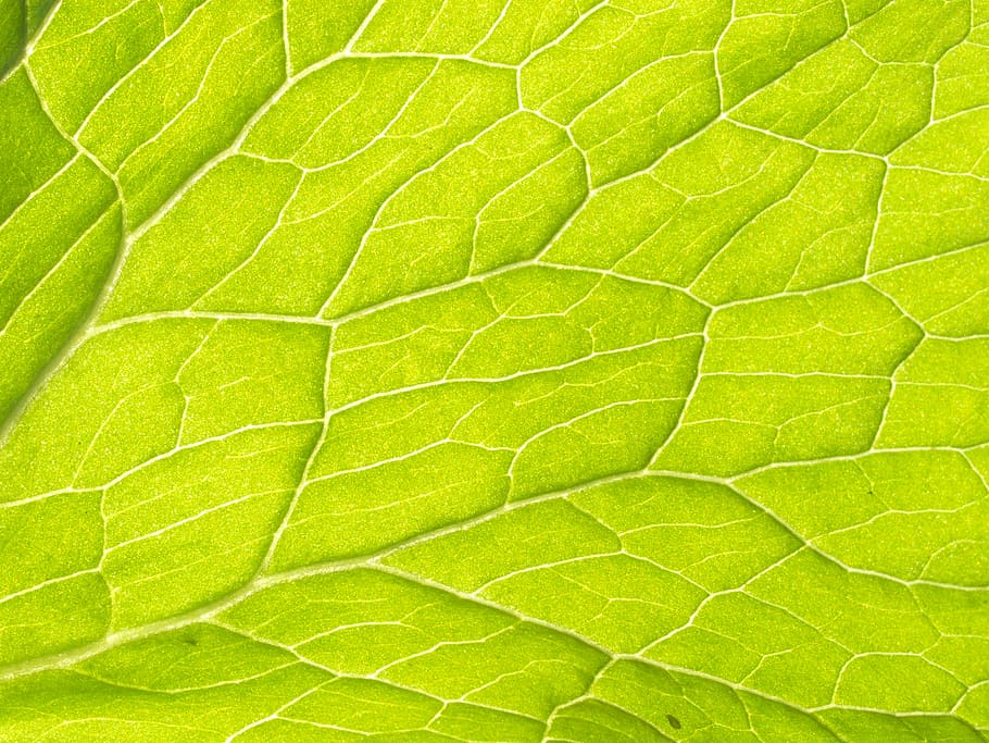 plant, leaf veins, water transport, vascular bundle, plant tissue, vascular plant, leaf, green color, full frame, backgrounds