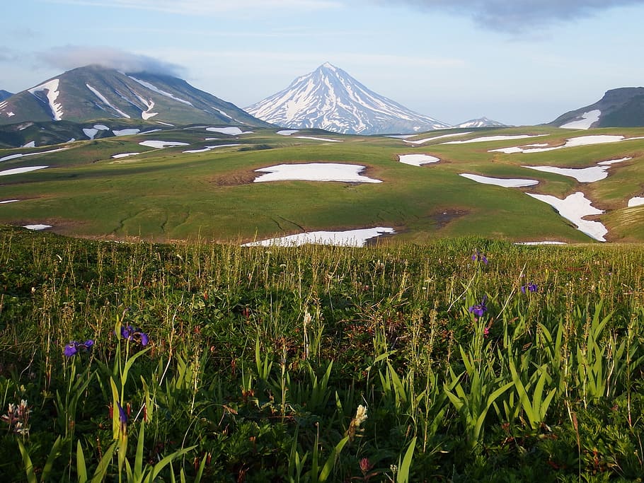 kamchatka, dataran tinggi gunung, tundra, gunung berapi, salju, musim panas, agustus, gunung, bunga, bunga iris
