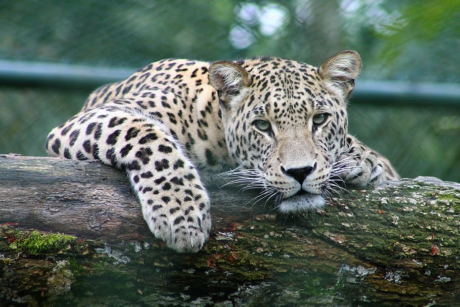 leopardo, registro de madeira, madeira, registro, animais selvagens, animal, gato não domesticado, natureza, carnívoro, gato grande