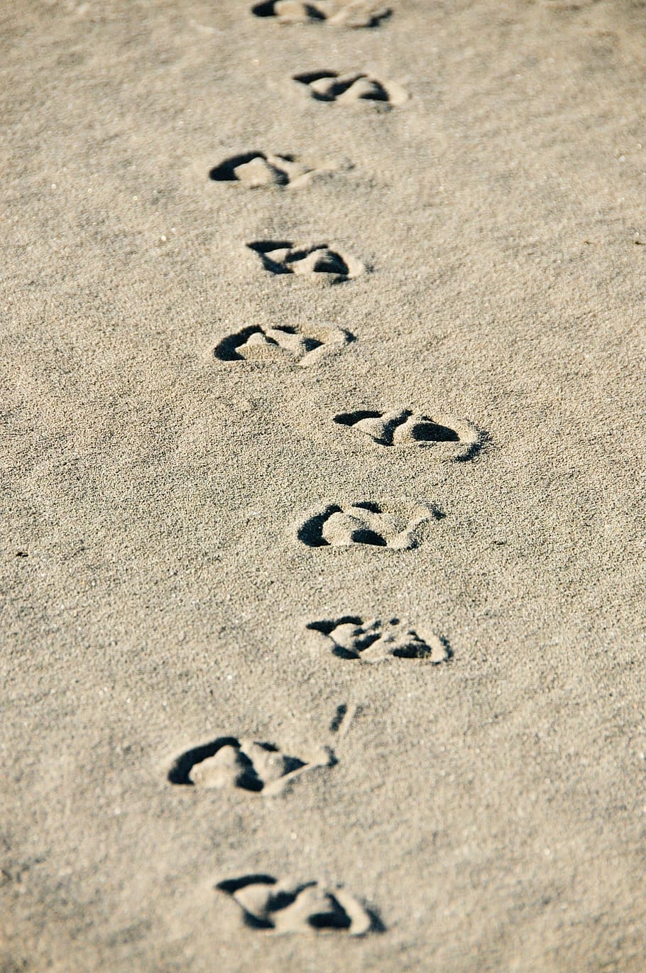 Sand, Beach, Footprints, Duck, sand, beach, footprint, handwriting, text, track - Imprint, sea