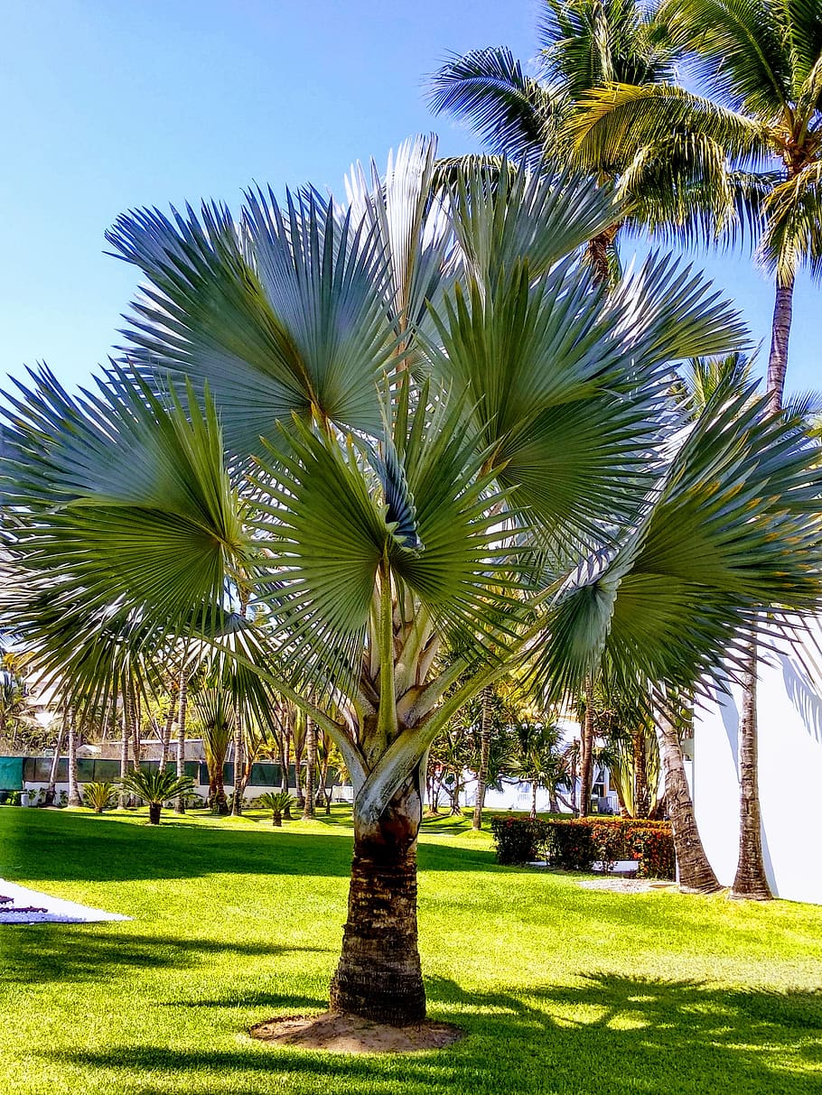 palm tree, beach, open air, green, garden, grass, plant, tree, tropical climate, sky