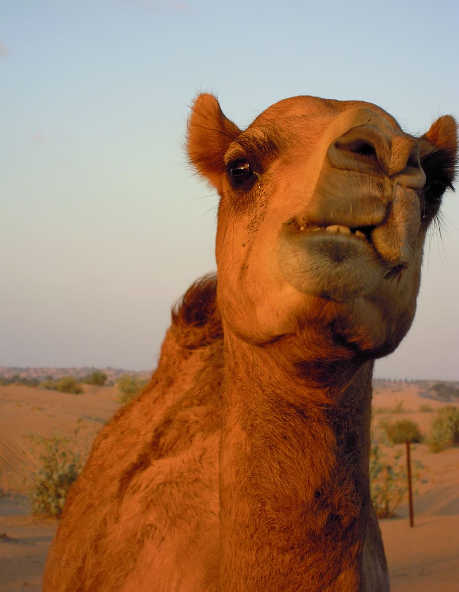 Camel, Animal, Dubai, Desert, Safari, desert, safari, sand, arab emirates, nature, travel