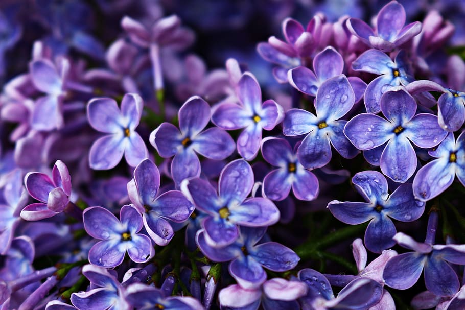 bunga ungu, lilac, mekar, bunga, pohon lilac, ungu, musim semi, taman, cabang lilac, semak