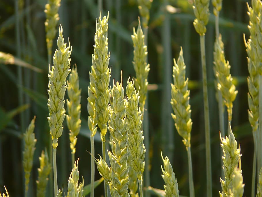 green, wheat field, macro shot, wheat, wheat spike, spike, cereals, grain, arable, agriculture