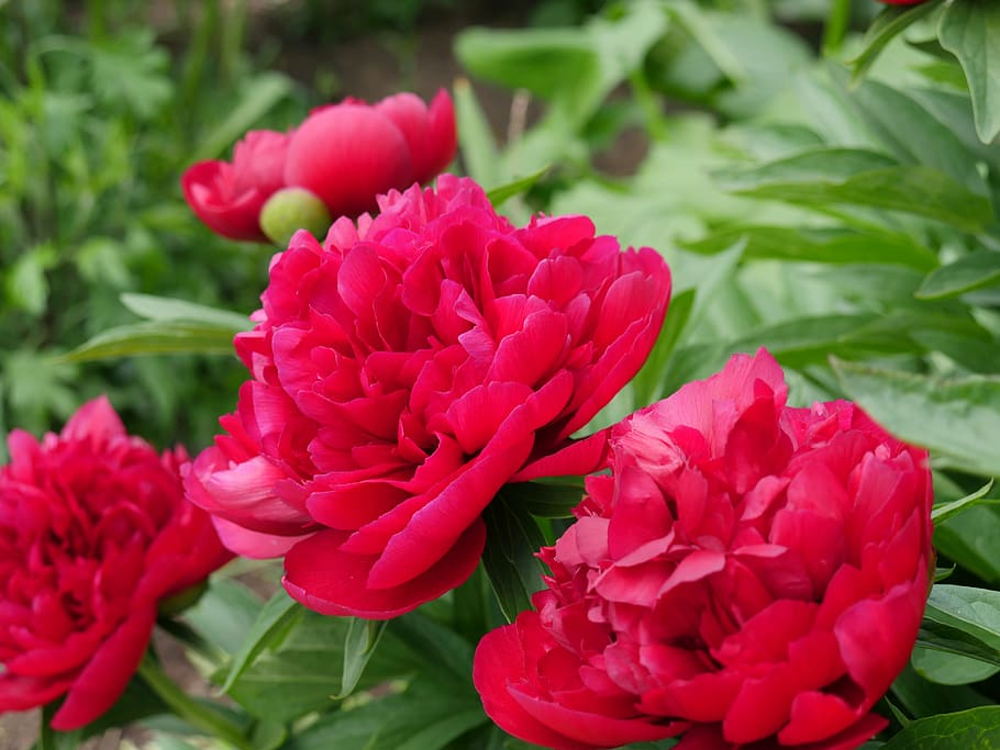 peony, pink peony, flower, garden, macro photography, closeup, petals, beautiful, pink flower, gentle