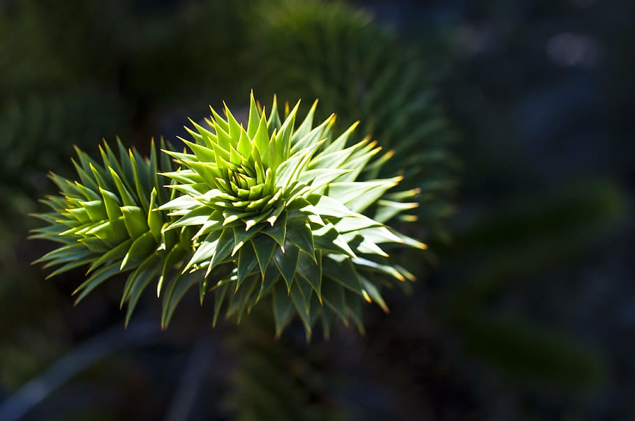 araucania, chile, lanin, volcano, plant, growth, green color, beauty in nature, close-up, nature